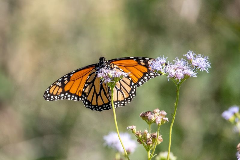 Gregg's Mistflower 