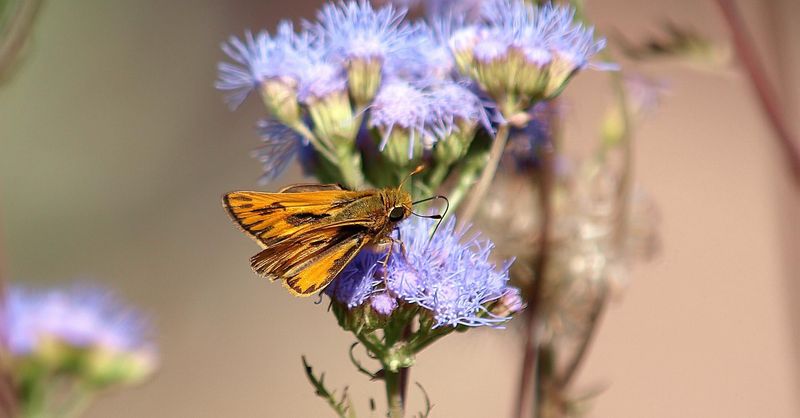 Gregg's Mistflower Draws Butterflies