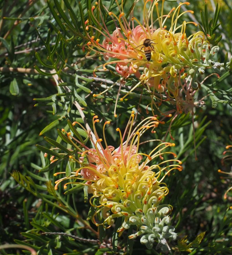 Grevillea Brings Color Without Constant Irrigation Grevillea Brings Color Without Constant Irrigation