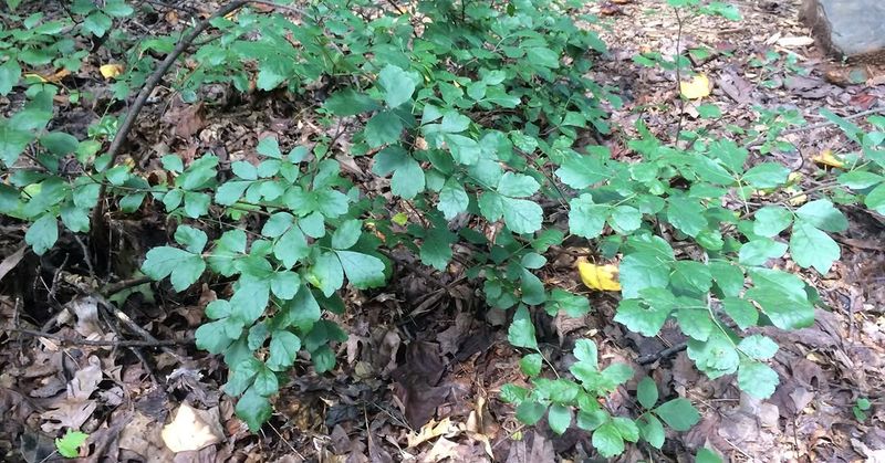 Gro-Low Fragrant Sumac Gro-Low Fragrant Sumac