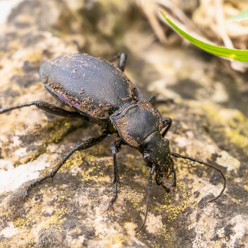 Ground Beetles