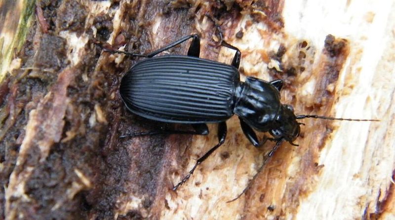 Ground Beetles Ground Beetles
