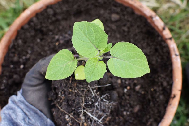 Ground Cherries Bring Sweet Flavor To The Garden Ground Cherries Bring Sweet Flavor To The Garden