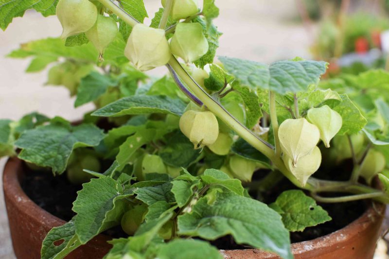 Ground Cherries Fit Perfectly In A Five Gallon Container Ground Cherries Fit Perfectly In A Five Gallon Container