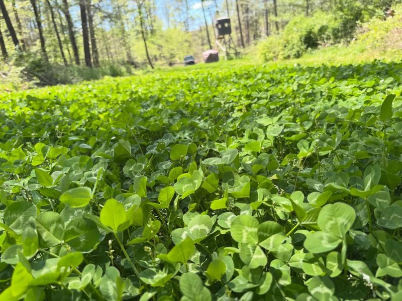 Ground Cover That Actually Keeps Weeds Out Ground Cover That Actually Keeps Weeds Out