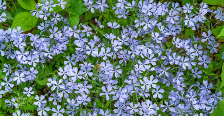 woodland phlox