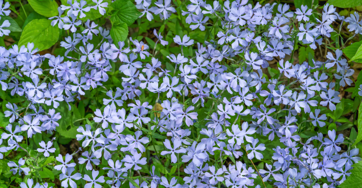 woodland phlox