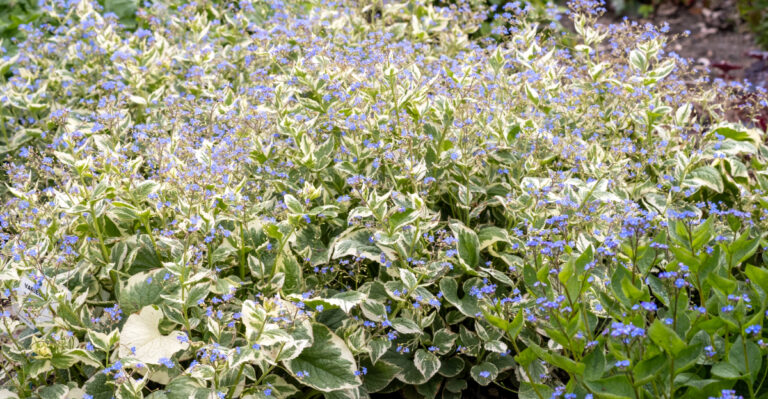 These Low-Growing Ground Covers Help Oregon Homeowners Deter Ticks In Shady Areas
