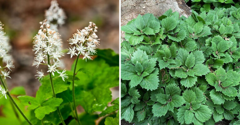 Foamflower and Allegheny Spurge