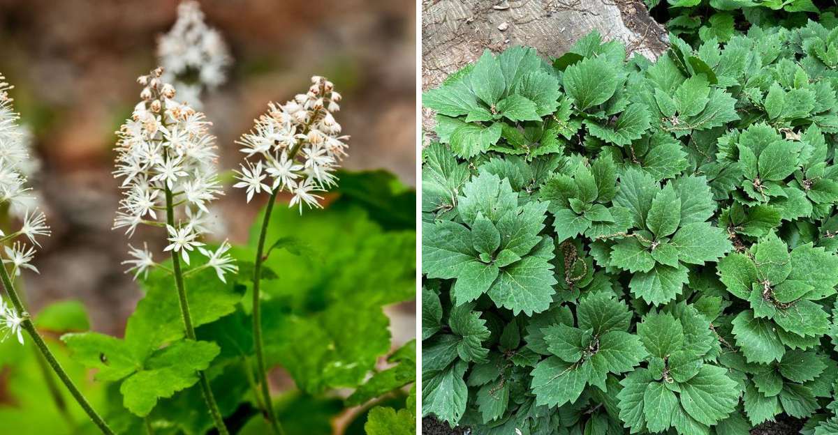 Foamflower and Allegheny Spurge
