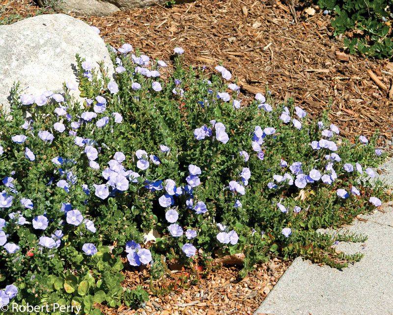 Ground Morning Glory Builds A Dense Layer Of Foliage