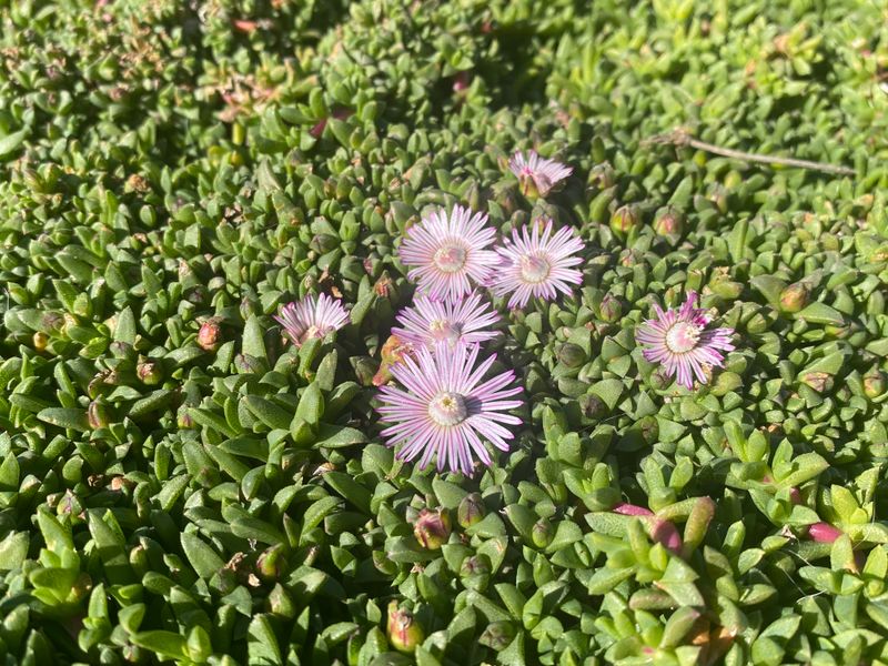 Groundcovers Soften Harsh Gravel Yard Edges