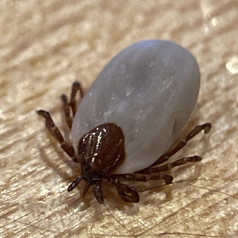 Groundhog Tick (Ixodes Cookei)