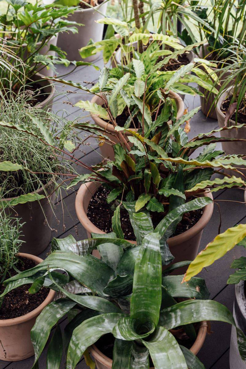 Group Container Plants Together So They Share Humidity Group Container Plants Together So They Share Humidity