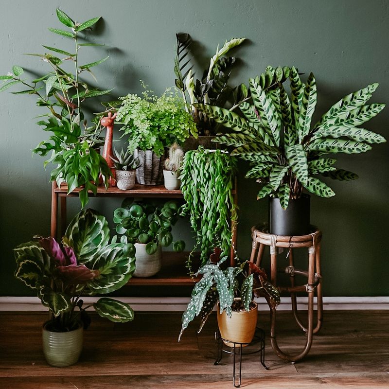 Group Humidity-Loving Plants Together