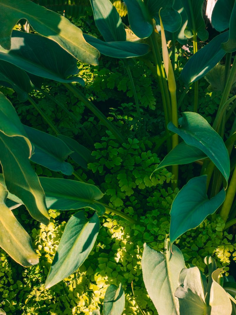 Group Plants Strategically To Create Natural Shade Group Plants Strategically To Create Natural Shade