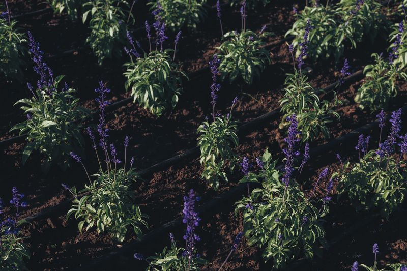 Grouping Thirsty Plants Together Maximizes Watering Efficiency