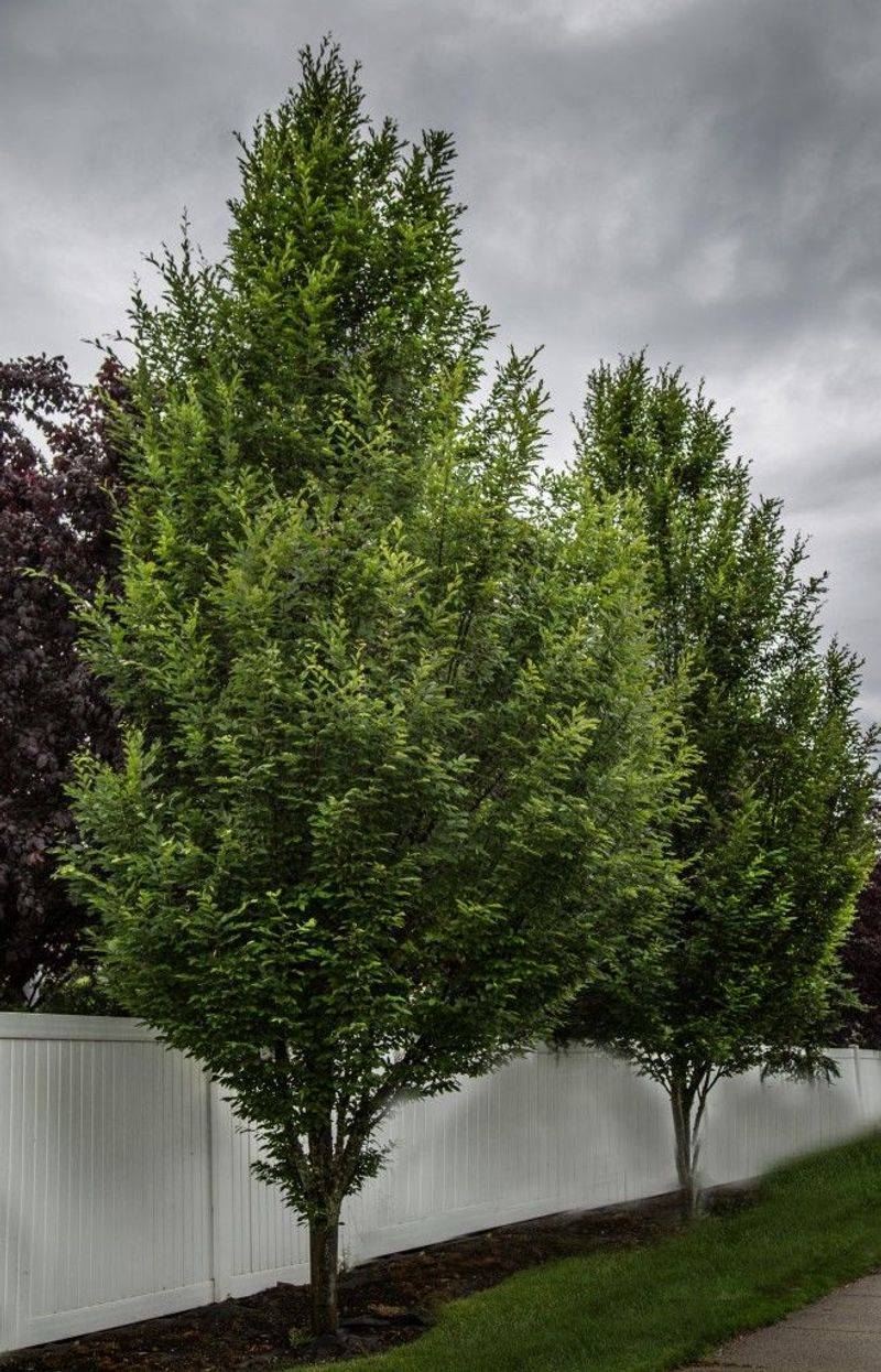 Grow A Front-Yard Tree Most Neighbors Will Not Have Grow A Front-Yard Tree Most Neighbors Will Not Have