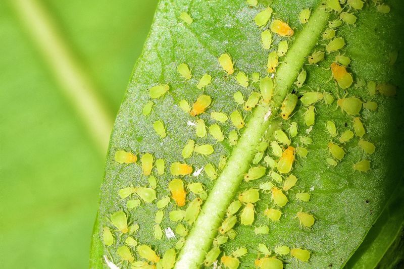 Grow Aphid-Friendly Trap Plants