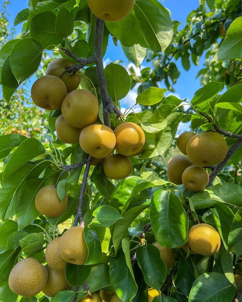 Grow Asian Pears For Hot Weather Performance