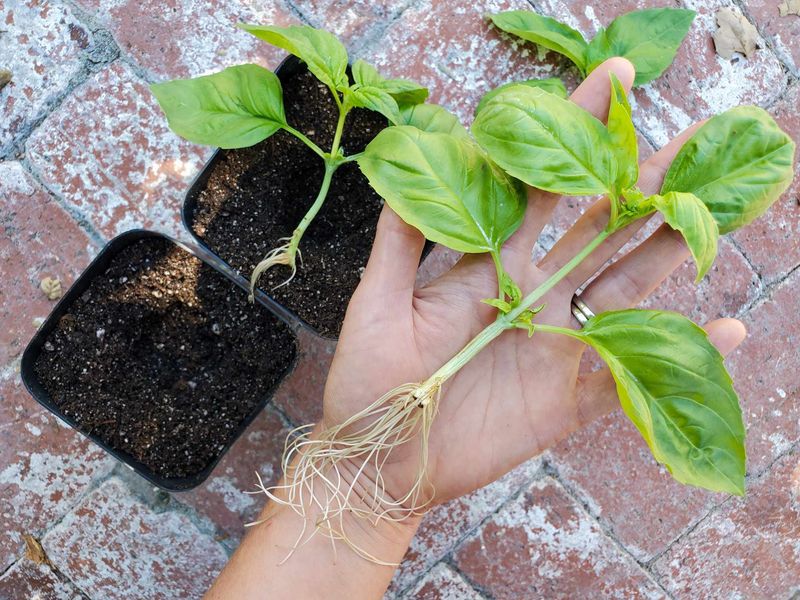 Grow Backup Pots Before July Stress Hits