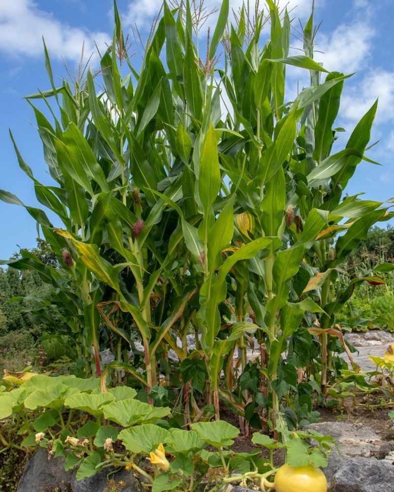 Grow Beans Near Corn To Make Better Use Of Garden Space