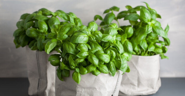 Grow Better Missouri Basil In June By Avoiding These 10 Common Mistakes