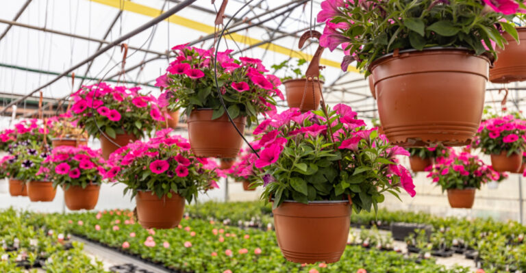 Grow Better Petunias In Iowa By Avoiding These 13 Mistakes