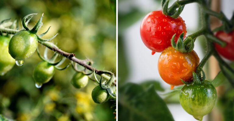 Grow Better Tomatoes In Virginia With These 10 June Watering Tips