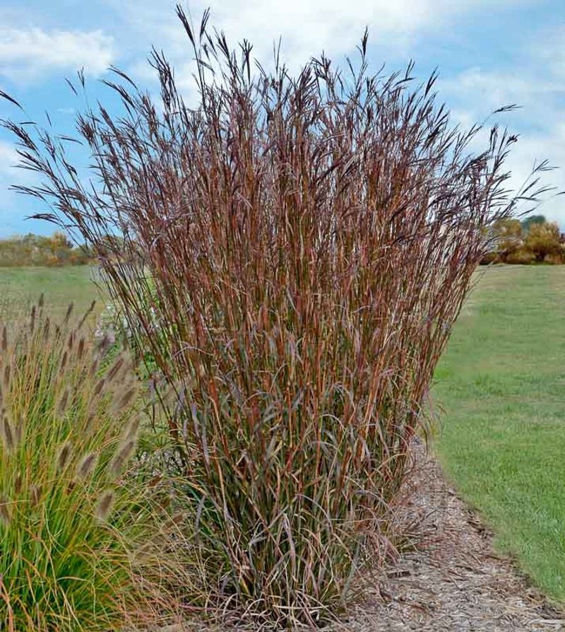 Grow Big Bluestem Behind Shorter Full-Sun Flowers