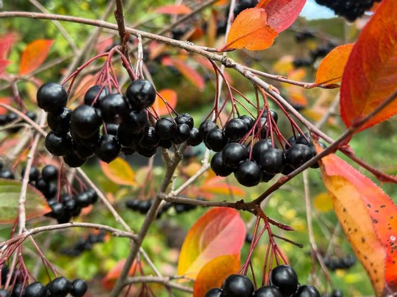 Grow Black Chokeberry For Glossy Fruit And Fiery Fall Leaves Grow Black Chokeberry For Glossy Fruit And Fiery Fall Leaves