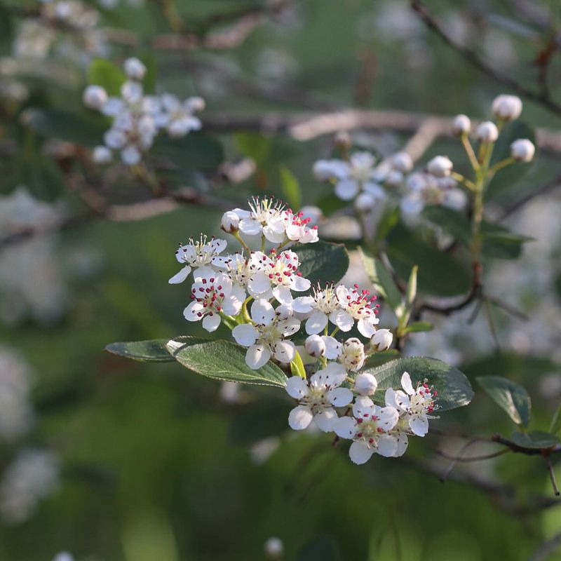 Grow Black Chokeberry For Native Fruit Without The Messy Edge