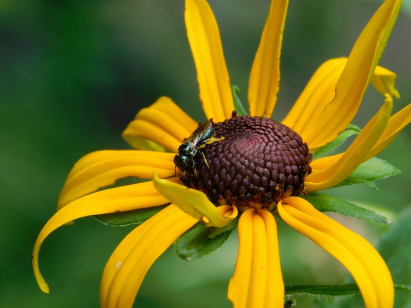 Grow Black Eyed Susan Beyond The Deck Grow Black Eyed Susan Beyond The Deck