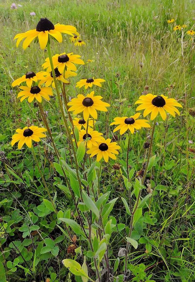 Grow Black-Eyed Susan For Golden Mid-Summer Color