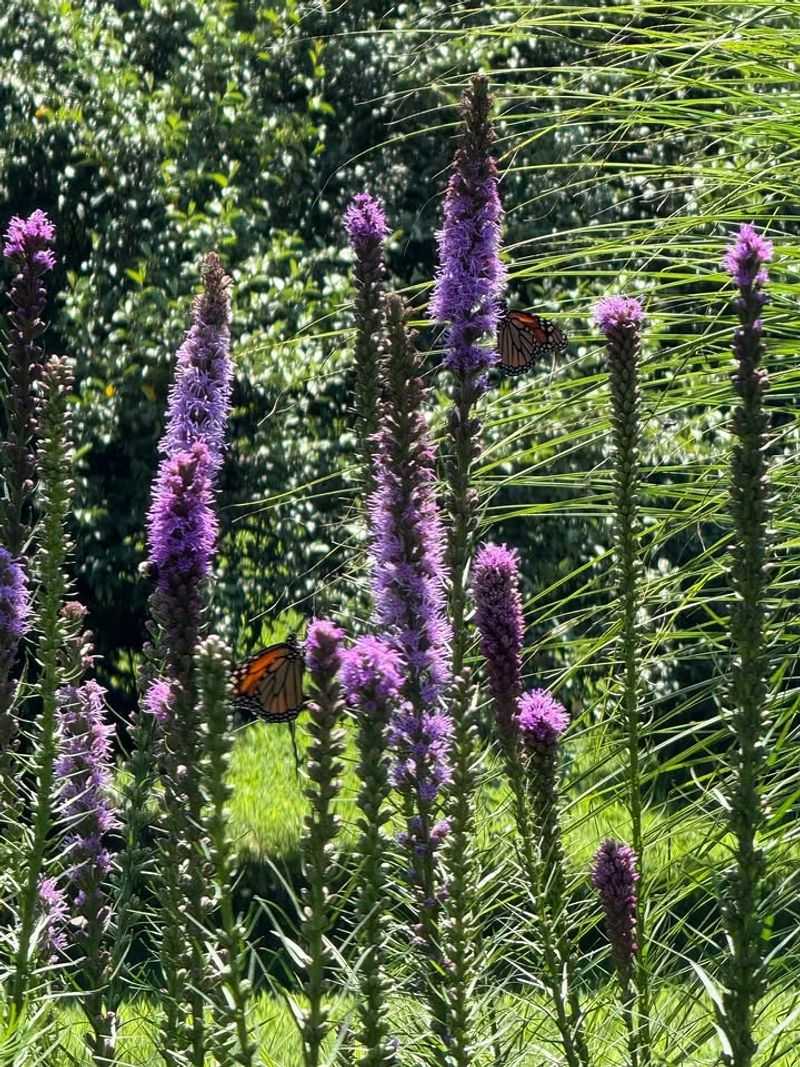 Grow Blazing Star For Upright Blooms That Return Reliably Grow Blazing Star For Upright Blooms That Return Reliably