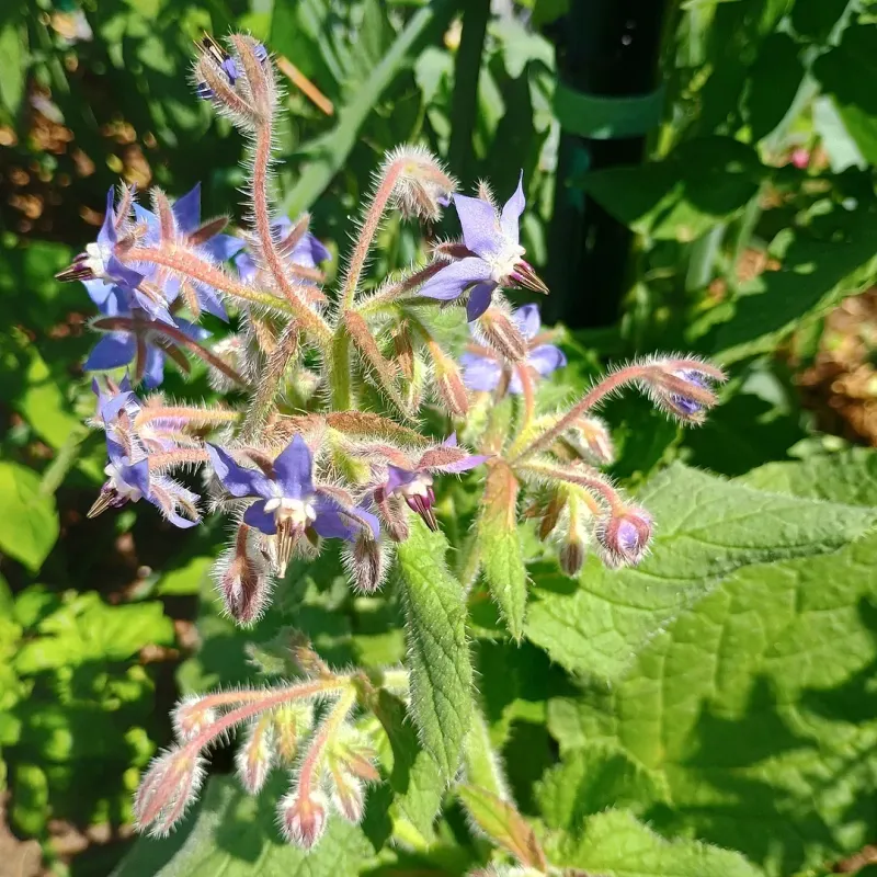 Grow Borage Near Cucumbers To Draw More Pollinators