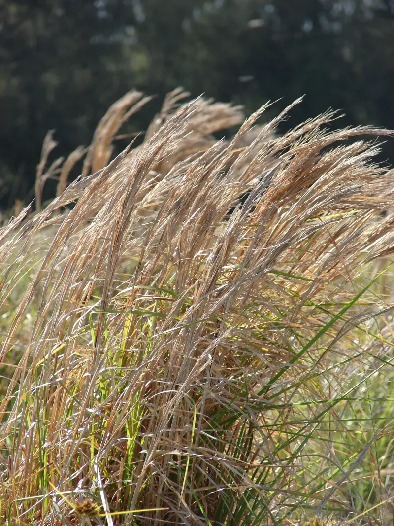 Grow Broomsedge Bluestem Where Lean Soil Fits