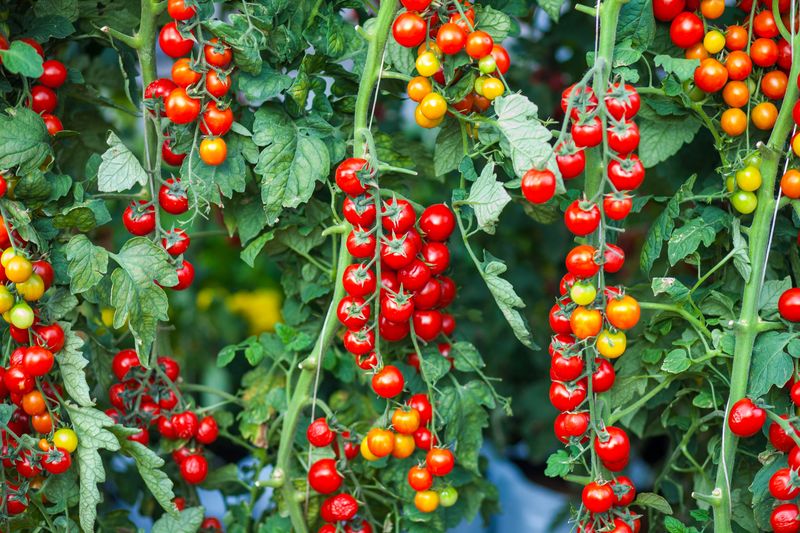 Grow Cherry Tomatoes Over Large Varieties Grow Cherry Tomatoes Over Large Varieties
