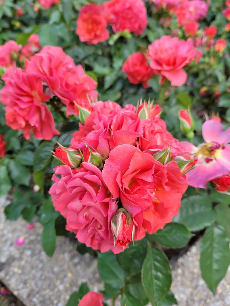 Grow Cinco De Mayo For Unusual Color That Holds In Heat Grow Cinco De Mayo For Unusual Color That Holds In Heat