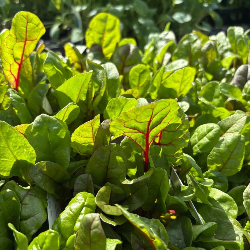 Grow Cool-Season Crops In Spring And Fall