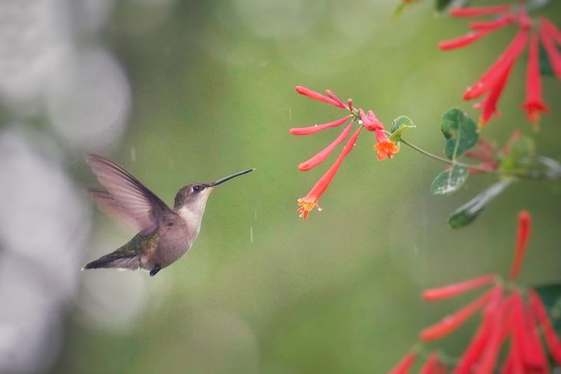 Grow Coral Honeysuckle For Hummingbirds Grow Coral Honeysuckle For Hummingbirds