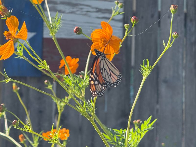 Grow Cosmos For Airy Nectar