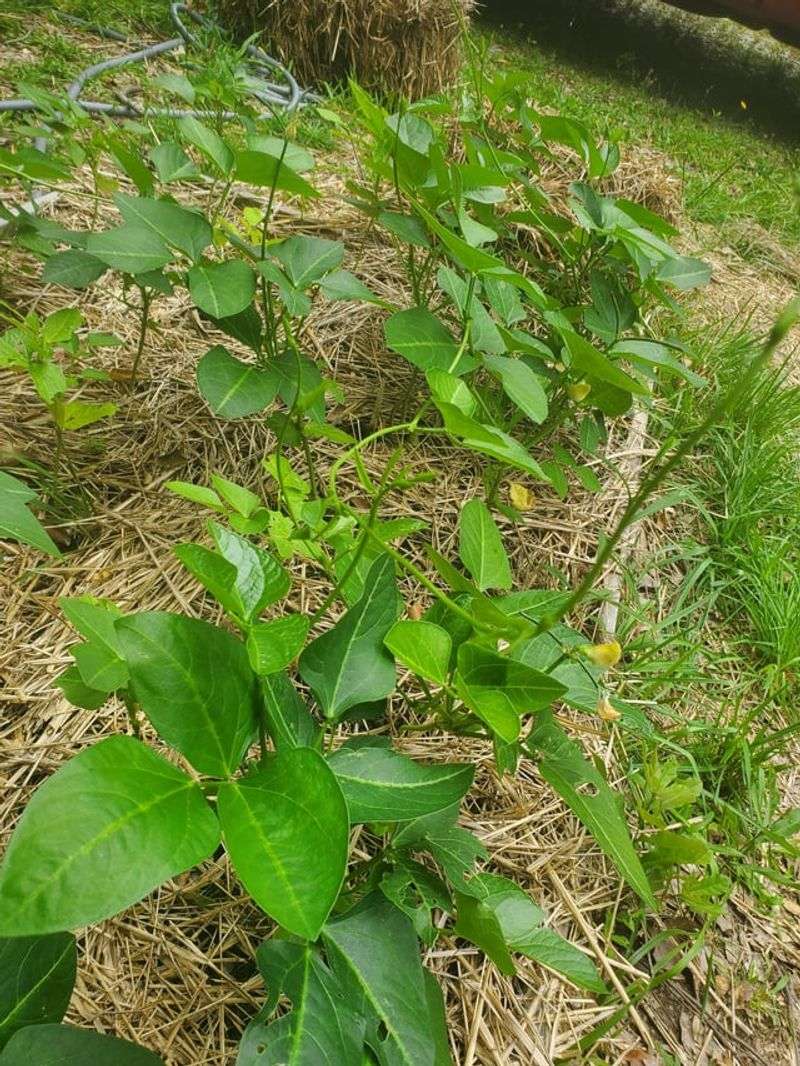 Grow Cowpeas To Add Nitrogen