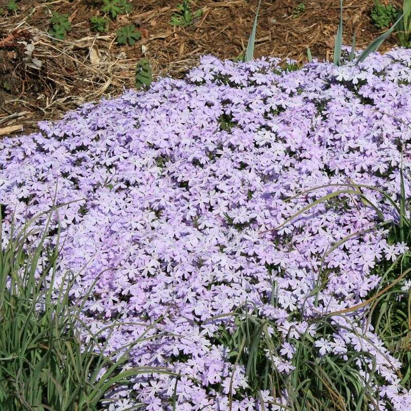 Grow Creeping Phlox For Sunny Edges And Slopes