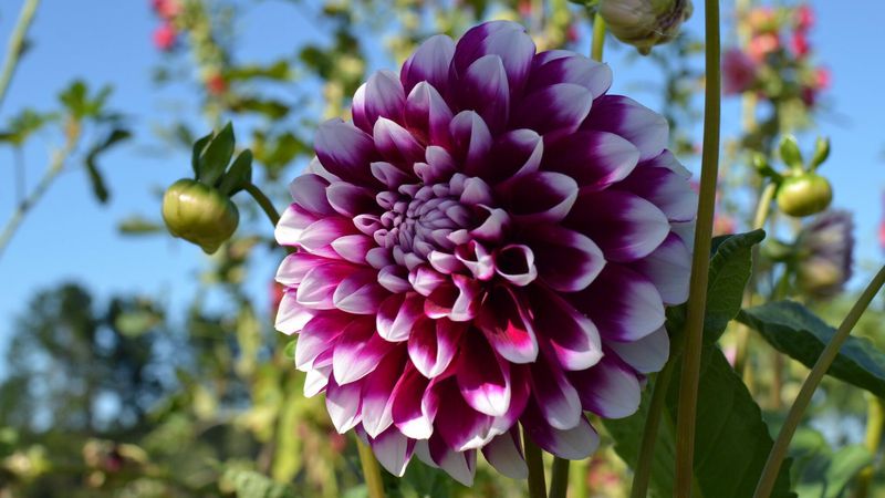 Grow Dahlias For Bigger Bouquets From Midsummer To Frost Grow Dahlias For Bigger Bouquets From Midsummer To Frost