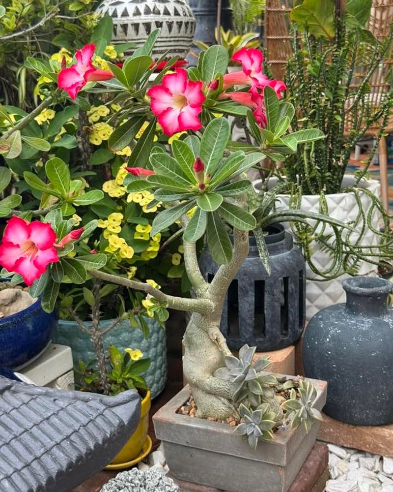 Grow Desert Rose For Heat Tough Blooms