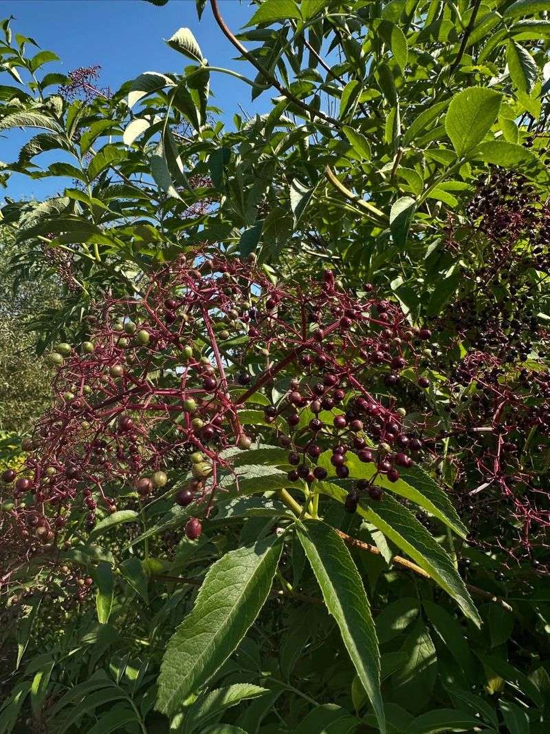 Grow Elderberry Where Moist Part Shade Still Produces Grow Elderberry Where Moist Part Shade Still Produces