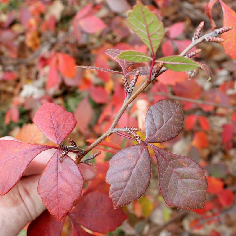 Grow Fragrant Sumac For Low Spreading Autumn Color