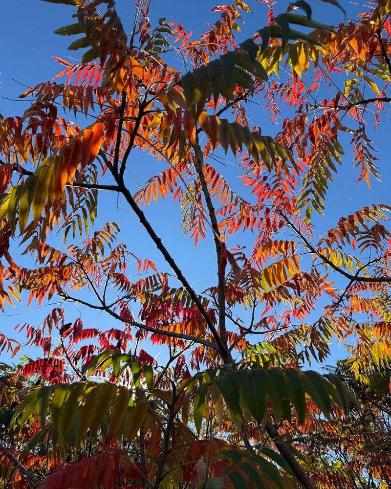 Grow Fragrant Sumac For Red Orange Autumn Leaves