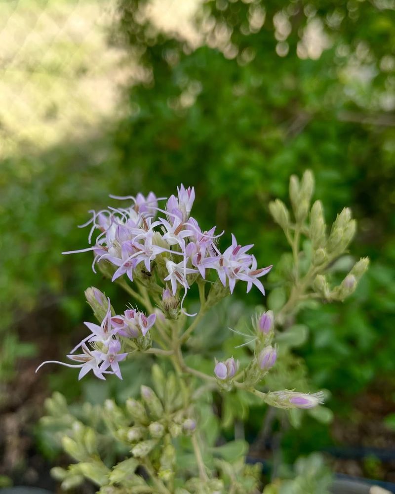 Grow Garberia For Lavender Color In Dry Sandy Sites